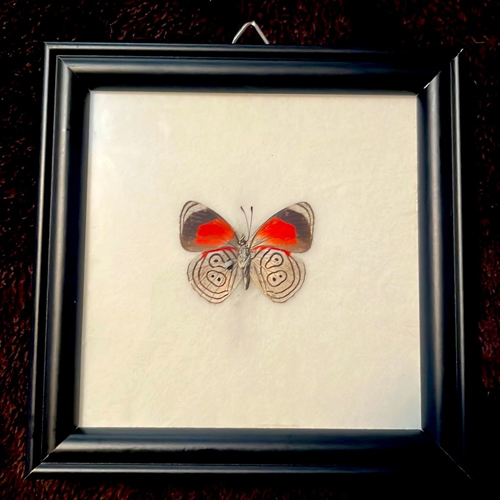 Butterfly specimen